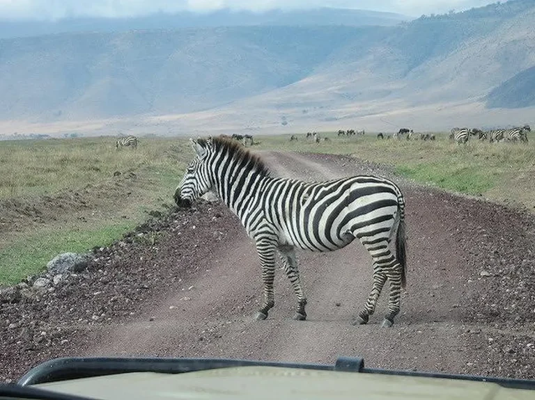 タンザニアサファリ8日モデルコース｜セレンゲティ・ンゴロンゴロ周遊旅行プラン