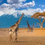 アフリカのサバンナに立つキリンの群れと青空の風景