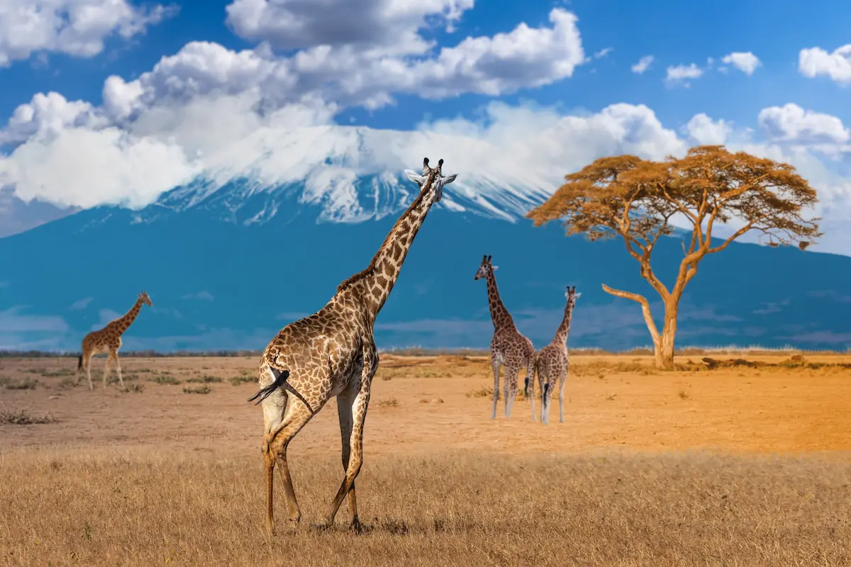 アフリカのサバンナに立つキリンの群れと青空の風景