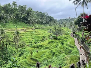 バリの緑豊かなライステラスの風景