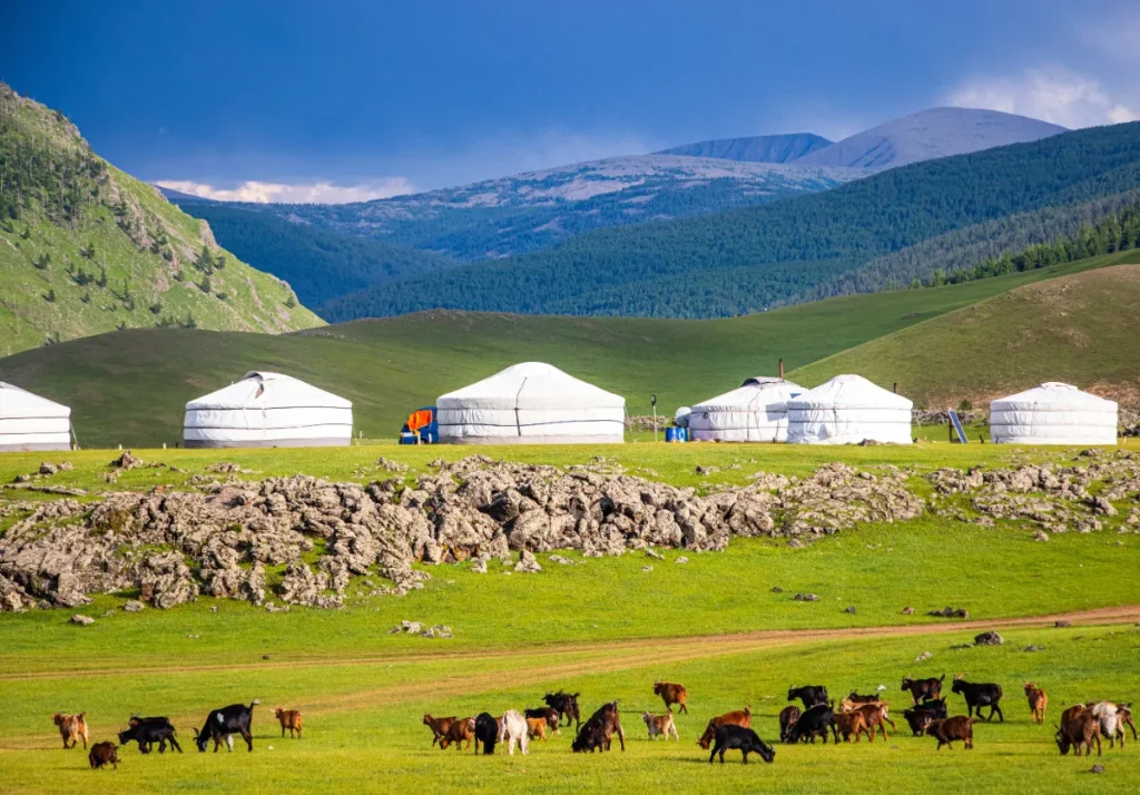モンゴルの草原に並ぶゲルと家畜の群れ｜遊牧民の暮らしと大自然の風景