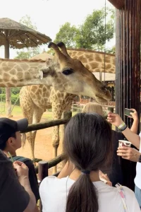 キリンに餌やり体験を楽しむ子ども連れの家族旅行