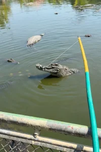 フーコック島の水辺で見かけたワニ