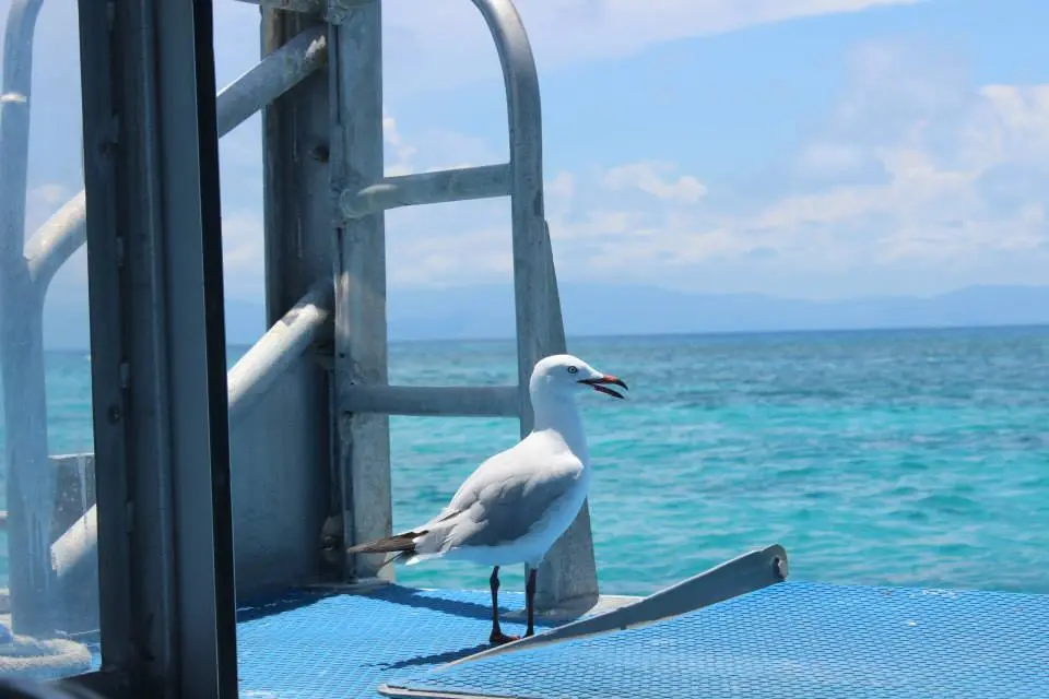 グリーン島のビーチで海鳥と青い海を眺めるのんびりした風景