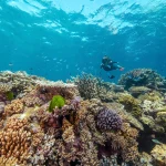 ケアンズのグレートバリアリーフでサンゴ礁と海を楽しむダイビング風景