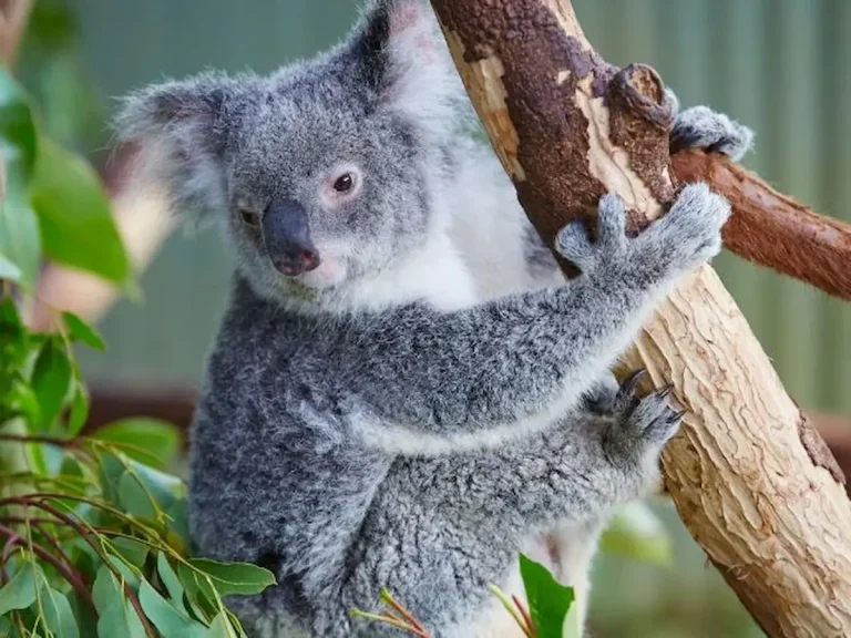 ケアンズ5日間モデルコース｜グリーン島・キュランダ・熱気球・動物園満喫旅行プラン
