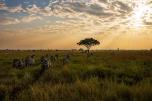 タンザニアのセレンゲティ国立公園に広がる草原と夕暮れの風景