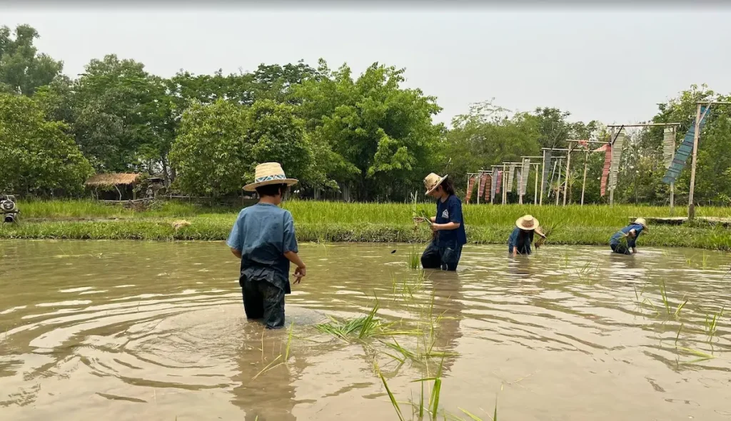 タイ・チェンマイで楽しんだ子ども連れの田植え体験
