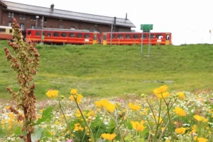 ヨーロッパ周遊で鉄道移動を楽しむ赤い列車と高原の花畑