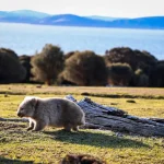 タスマニアの草地で歩くウォンバットと海を望む自然風景