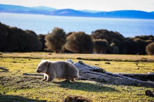 タスマニアの草地で歩くウォンバットと海を望む自然風景
