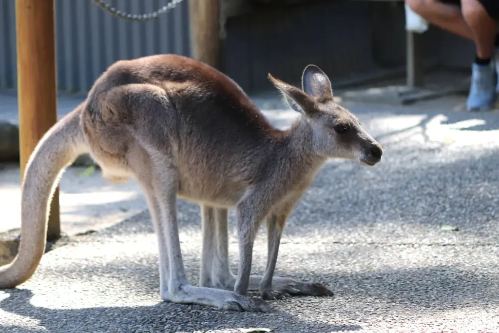 オーストラリアの動物園で見られるカンガルーの姿