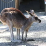 オーストラリアの動物園で見られるカンガルーの姿