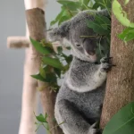 オーストラリアのユーカリの木で過ごすコアラの野生動物観察風景
