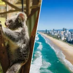 ゴールドコーストの海岸風景とコアラを組み合わせたオーストラリア旅行イメージ