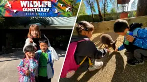 シドニー&ゴールドコースト8日間|小さい子連れで楽しむコアラ抱っことシーワールド家族旅行