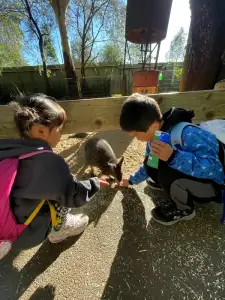 ゴールドコーストの動物園でワラビーに餌をあげる子どもたち