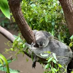 ユーカリの木で眠るコアラを近くで見られるゴールドコーストの動物体験