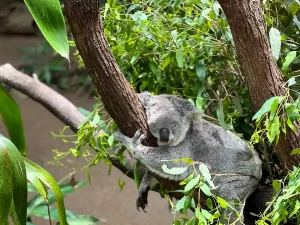 ユーカリの木で眠るコアラを近くで見られるゴールドコーストの動物体験