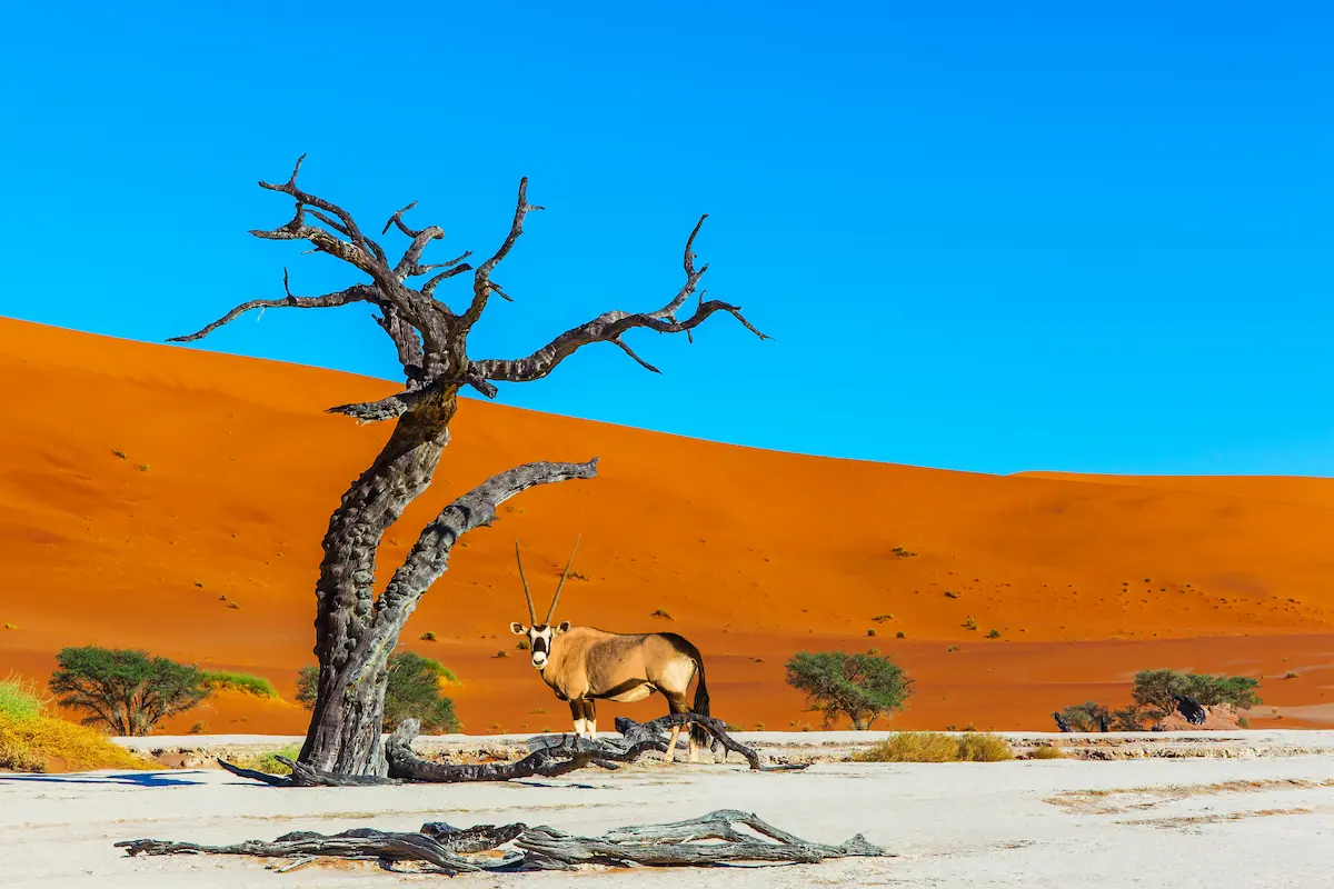 ▶︎野生動物と大地の景色に出会いたい
