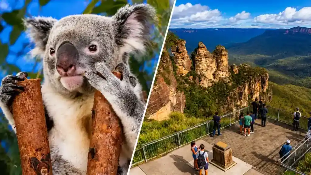 シドニー旅行で楽しむコアラとブルーマウンテンズのスリーシスターズの絶景