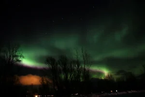 ホワイトホース郊外の木立越しに広がるオーロラの夜空