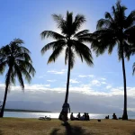 ケアンズの海辺に並ぶヤシの木と青空が広がる南国風景