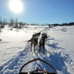 雪原を進む犬ぞりと青空が広がる冬のオーロラ旅行向けアクティビティ風景