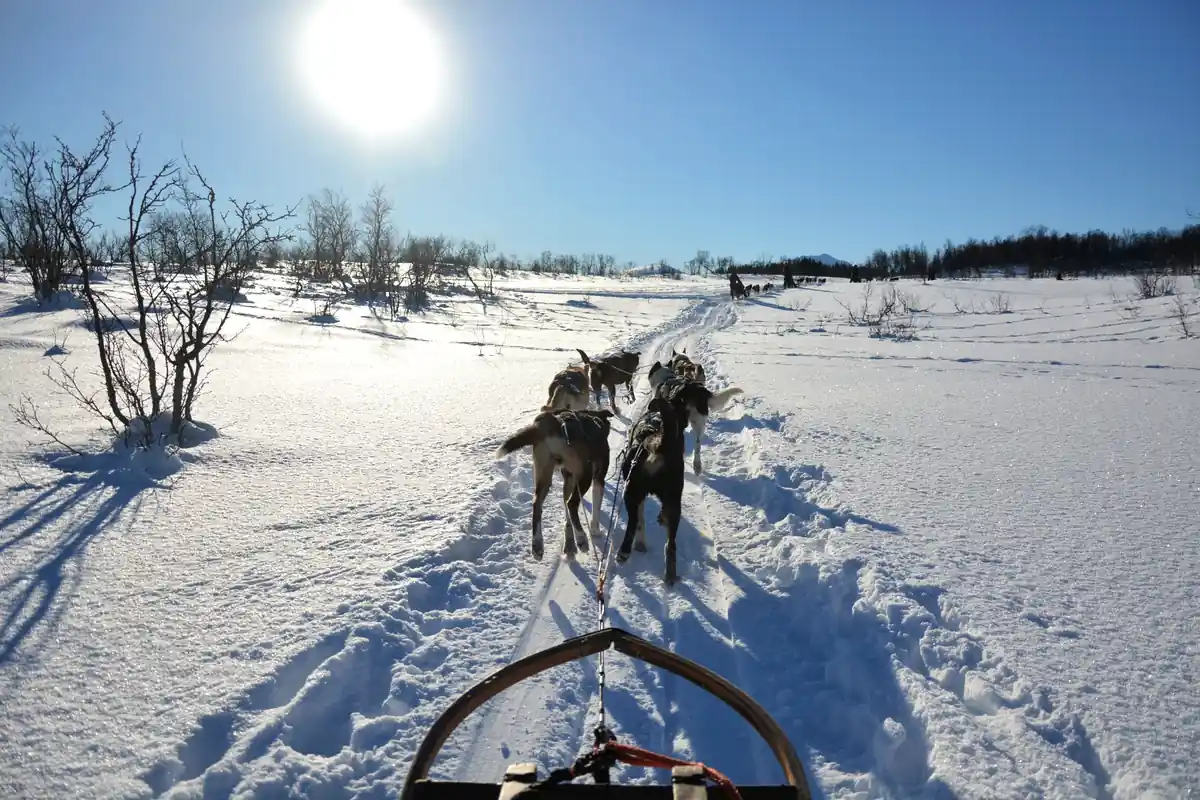 雪原を進む犬ぞりと青空が広がる冬のオーロラ旅行向けアクティビティ風景