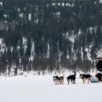 雪原を進む犬ぞりと針葉樹の森が広がる冬の犬ぞり体験風景