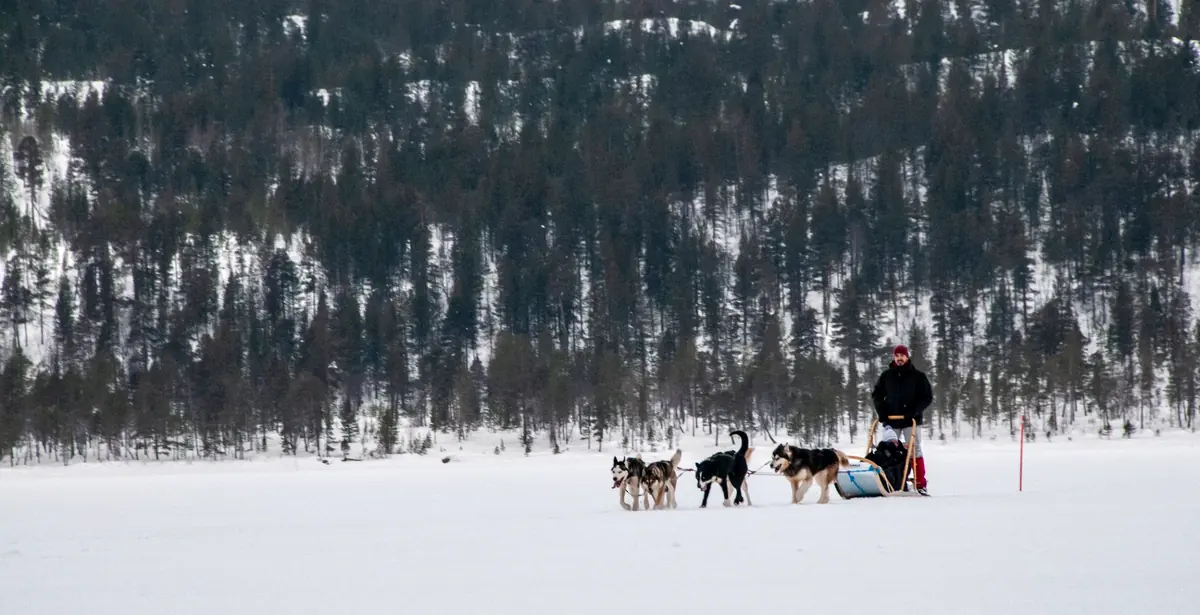 雪原を進む犬ぞりと針葉樹の森が広がる冬の犬ぞり体験風景