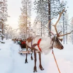 フィンランドの雪景色で家族がトナカイそりを楽しむ冬の風景