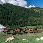 カザフスタンの山岳地帯に立つユルトと草原で過ごす馬たち