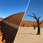 ナミビアのナミブ砂漠を歩く旅行者とデッドフレイの枯れ木