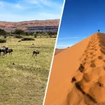 ナミブ砂漠の赤い砂丘とナミビアの草原を歩くヌーを組み合わせた風景
