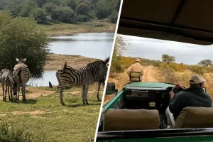 世界一周クルーズで南アフリカサファリへ｜ケープタウン観光付き・サファリ重視を比較