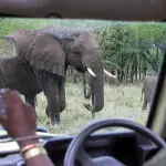 アフリカのサファリカーからゾウを間近に観察するゲームドライブの様子