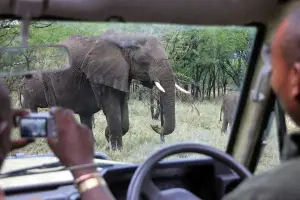 アフリカのサファリカーからゾウを間近に観察するゲームドライブの様子