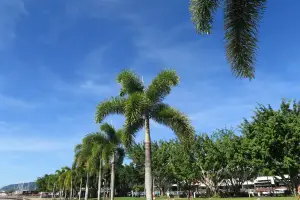 青空の下、ヤシの木が並ぶケアンズ・エスプラネード沿いの明るいウォーターフロント風景