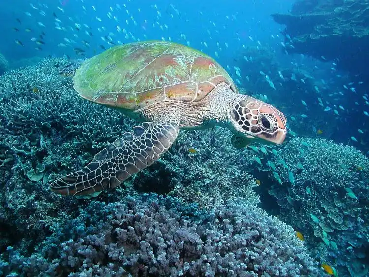 サンゴ礁の上を泳ぐウミガメ