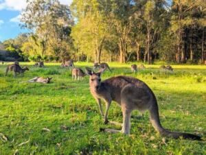【午後の世界遺産】 スプリングブルック国立公園と野生動物探検