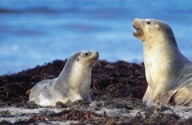 カンガルーアイランドを楽しみ尽くす!究極の1泊2日ツアー(アデレード発/往復フェリー)