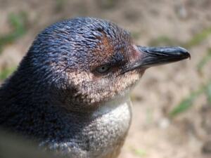 なるほど・日本語ガイド!ザ・ペンギン(フィリップ島)