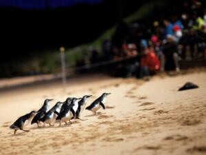 フィリップ島でペンギン鑑賞!午後出発エクスプレスツアー【英語ガイド】