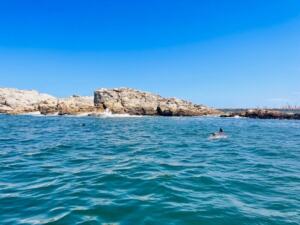 クルーズ利用の方にお勧め!クジラ・イルカ・ペンギン午前半日クルーズ【ポートエリザベス港発着/プライベート/英語ガイド】