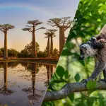 モロンダバのバオバブ街道とキツネザルを組み合わせたマダガスカル旅行のアイキャッチ画像