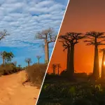 マダガスカル・モロンダバのバオバブ街道の昼景と夕景を並べた風景