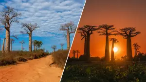 マダガスカル・モロンダバのバオバブ街道の昼景と夕景を並べた風景