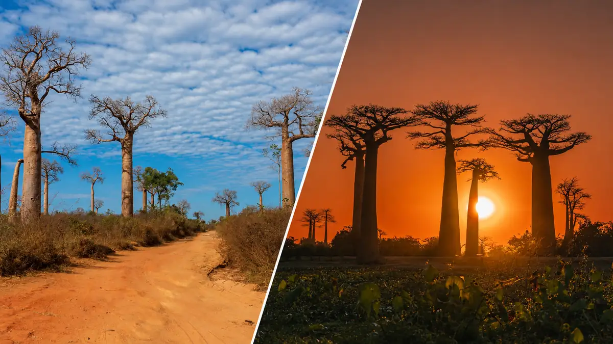 マダガスカル・モロンダバのバオバブ街道の昼景と夕景を並べた風景