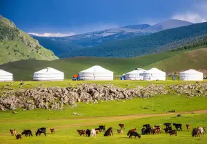 モンゴルの大草原に並ぶ白いゲルと放牧されるヤギ、山々の風景